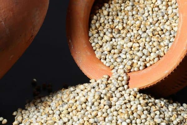 bajra